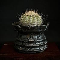 Copiapoa griseoviolacea グリセオビオラセア 栗星玉 𝒄𝒓𝒐𝒔𝒔 Copiapoa griseoviolacea グリセオビオラセア 栗星玉 𝒄𝒓𝒐𝒔𝒔