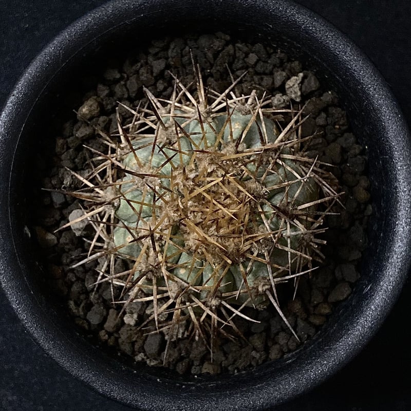 Rare Copiapoa】Copiapoa andina コピアポア・アンディナ カキコ