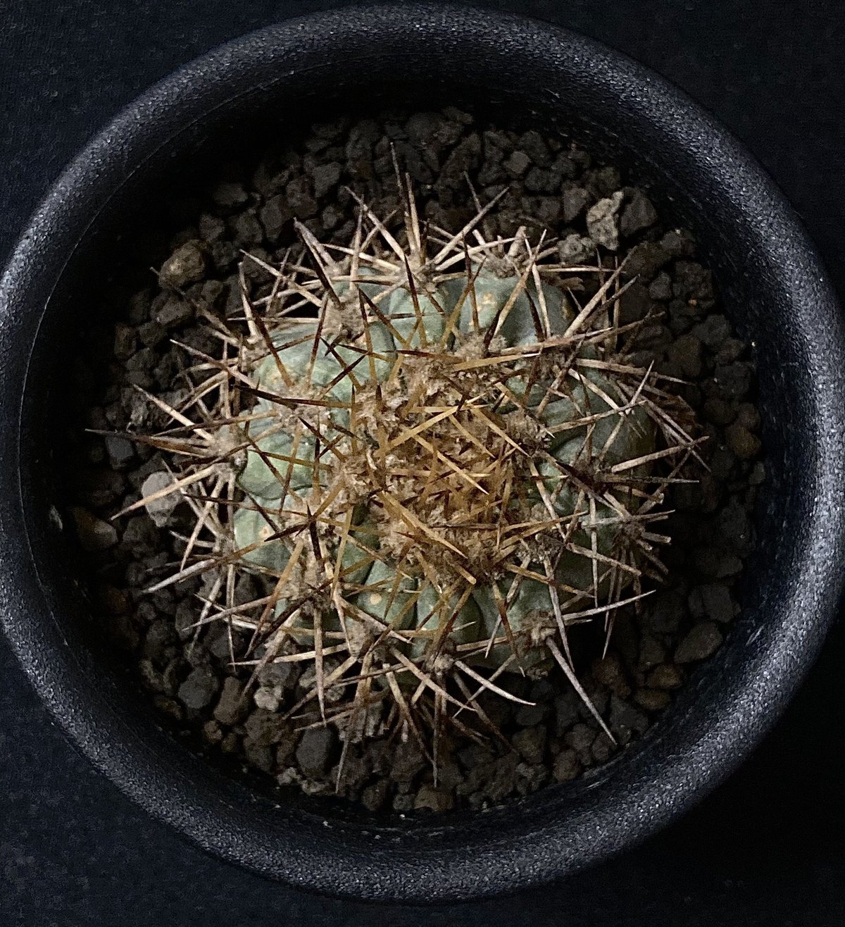 Rare Copiapoa】Copiapoa andina コピアポア・アンディナ カキコ