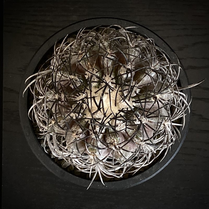 Copiapoa griseoviolacea Vintage cactus | COOLCA