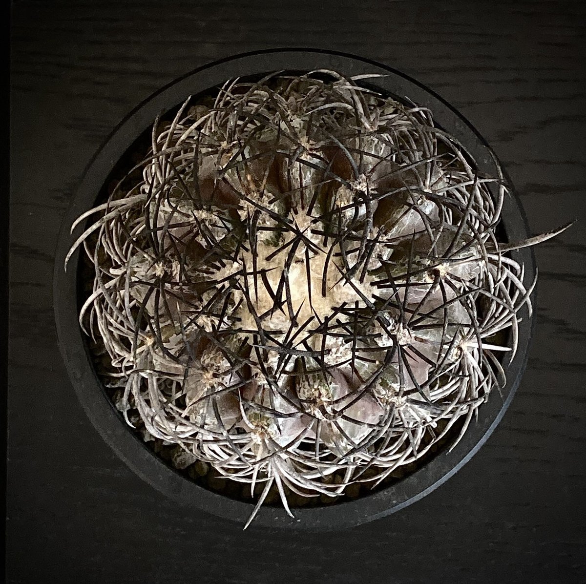Copiapoa griseoviolacea コピアポア・グリセオビオラセア 大株 古い