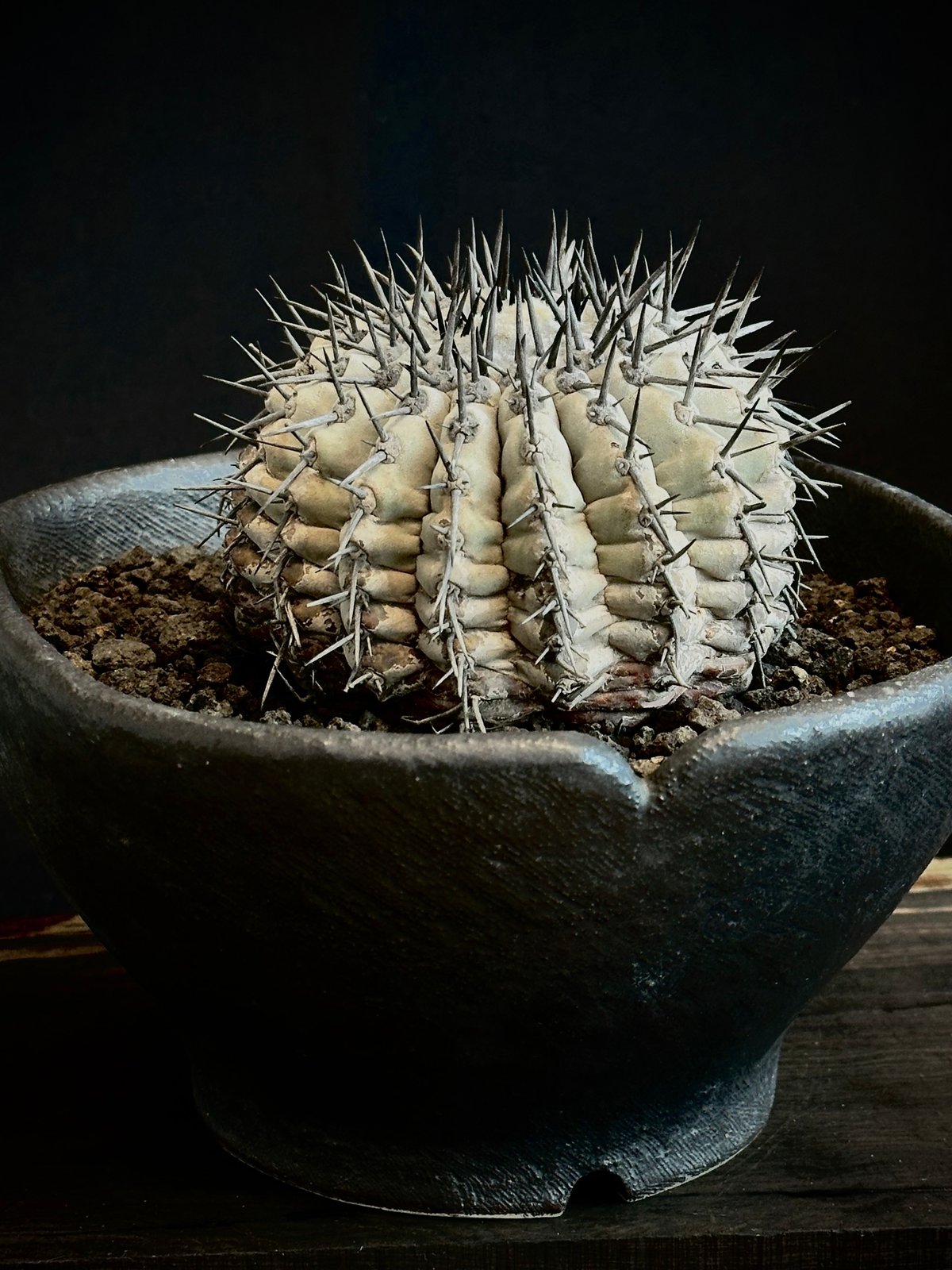 現地球 Copiapoa　コピアポア シネレア　黒王丸　白肌 fit=scale-down,w=1200