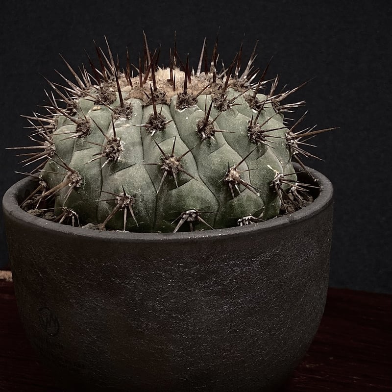 Special Copiapoa】 Copiapoa cinerea コピアポア 黒王丸 V...