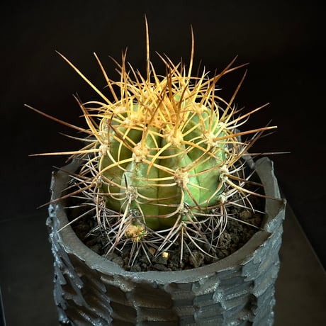 Copiapoa solaris