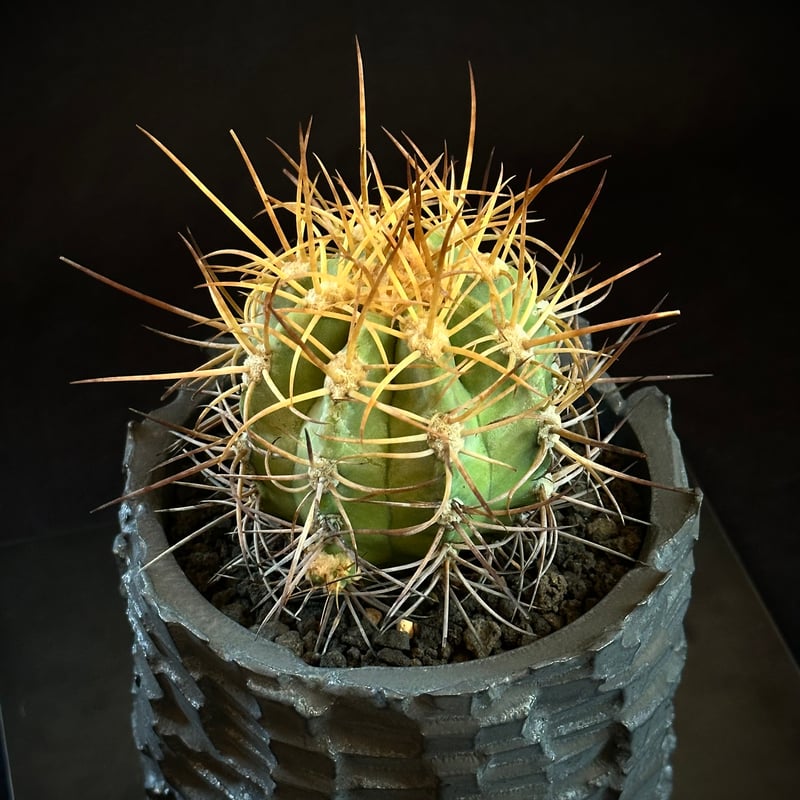 Copiapoa solaris コピアポア ソラリス 沙羅玉 実生 絶滅危惧種EN | CO