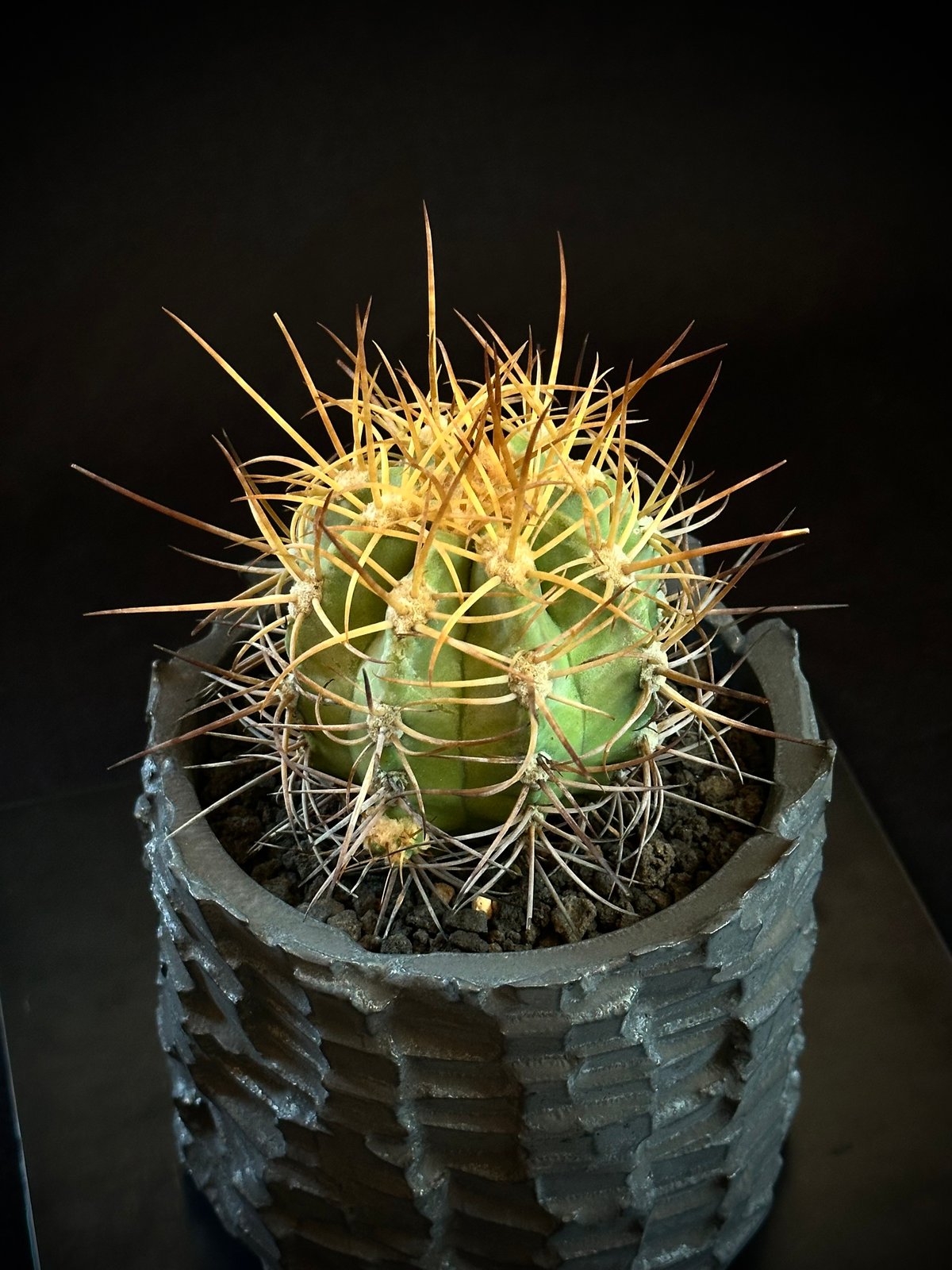 Copiapoa solaris コピアポア ソラリス 沙羅玉 実生 絶滅危惧種EN | CO
