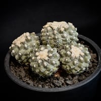 ᴄᴏᴘɪᴀᴘᴏᴀ ᴋʀᴀɪɴᴢɪᴀɴᴀ コピアポア 雷血丸 ᴊᴏsʜᴜᴀ