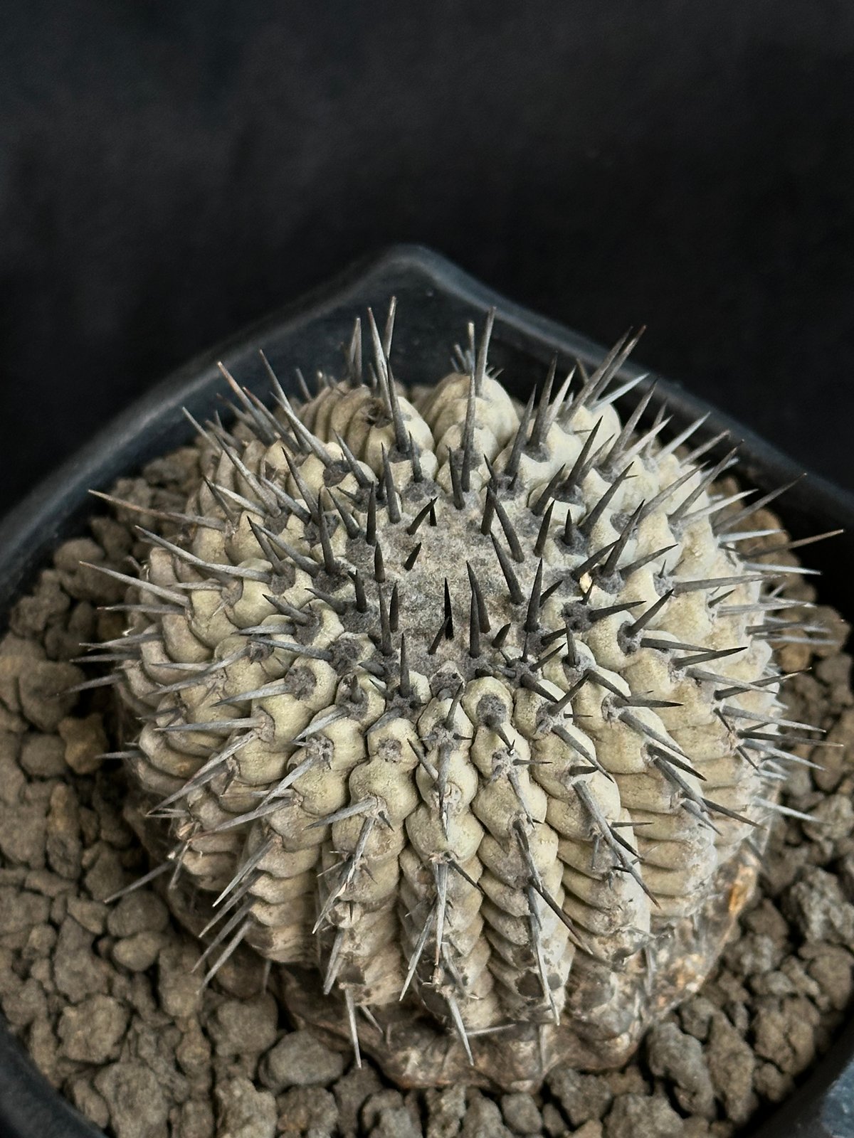ゑ. 黒王丸 現地球 コピアポア シネレア Copiapoa Copiapoa cinerea コピアポア シネレア 黒王丸 サボテン