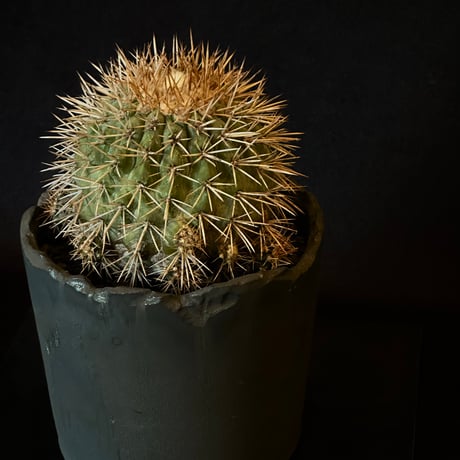 Copiapoa serpentisulcata　Mature seed-grown specimen