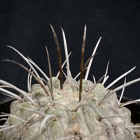 Copiapoa carrizalensis 　コピアポア・カリザレンシス 　超古株　白肌　Wild face ②