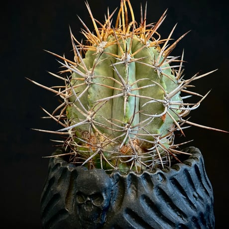 Copiapoa solaris ᴊᴏsʜᴜᴀ ᴇᴠᴀɴ　 Extremely Old Plant