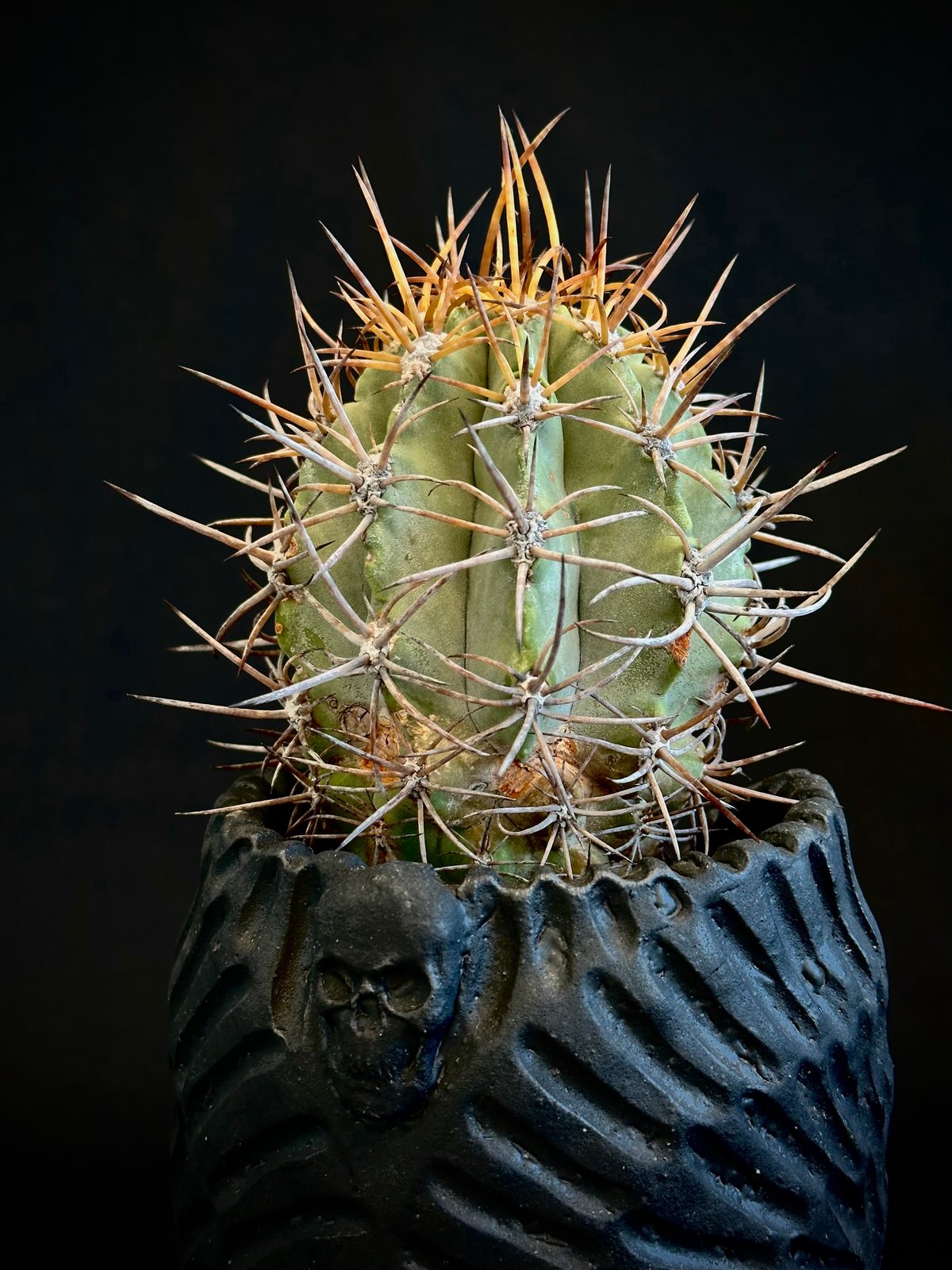 コピアポア　サルコアナ&ソラリス2株&ブリドゲシー Copiapoa solaris コピアポア ソラリス 沙羅玉 実生 絶滅危惧種