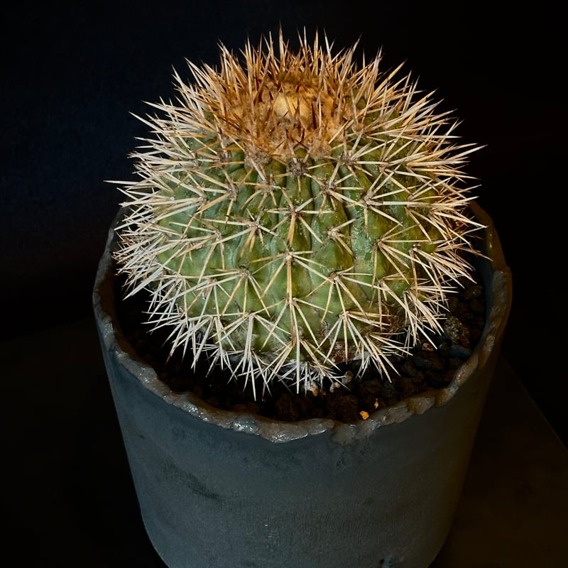 Copiapoa serpentisulcata コピアポア セルペンティスルカータ 𝒄𝒓𝒐𝒔
