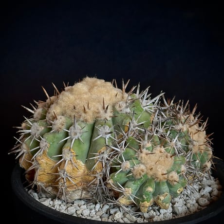Copiapoa cinerascens　（Copiapoa Chanaralensis）  very Rare