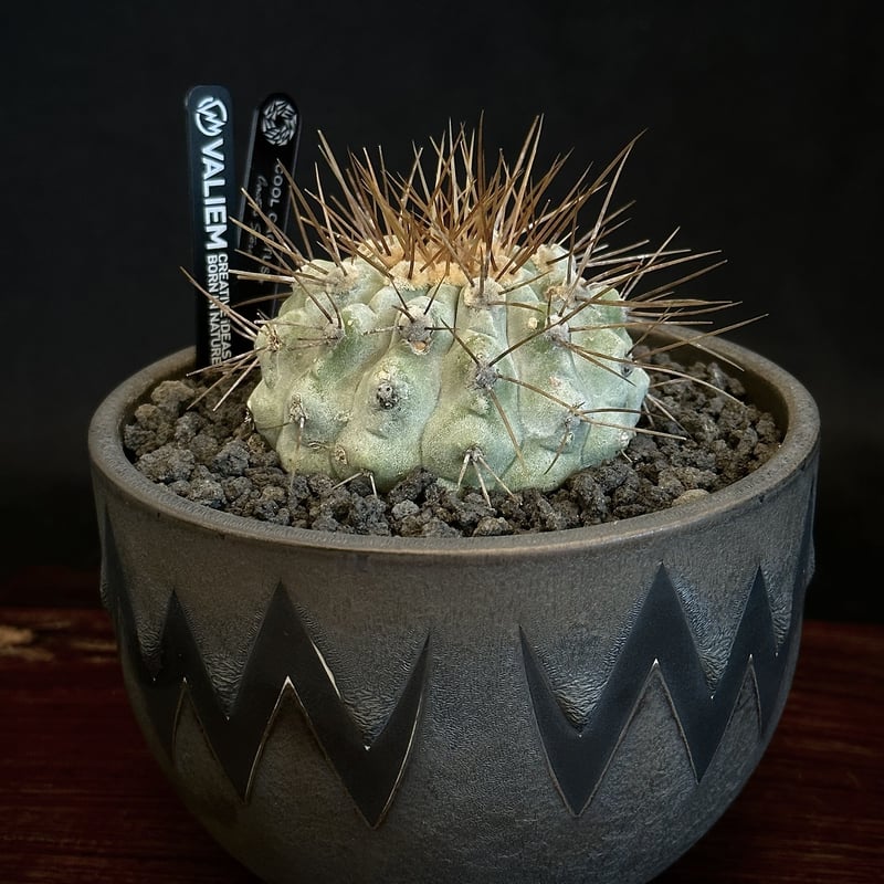 神爺様専用 Copiapoa 2006 コピアポアの貴重な激レア本-