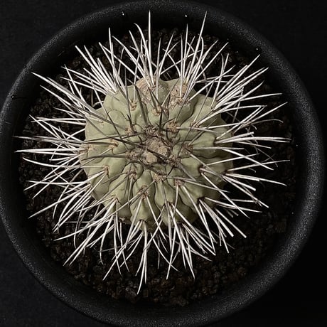 【Special copiapoa】copiapoa carrizalensis