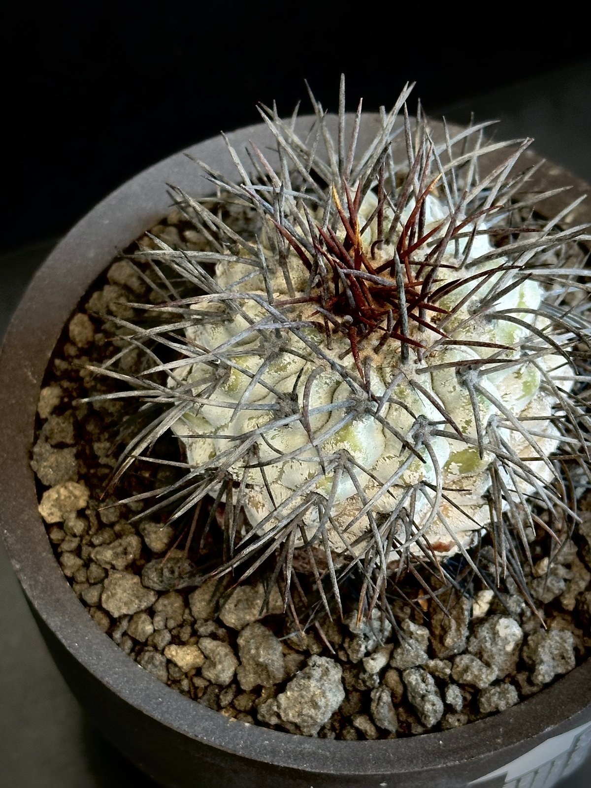 コピアポア　ロンギスタミネア JMT452 1苗 コピアポア ロンギスタミネア