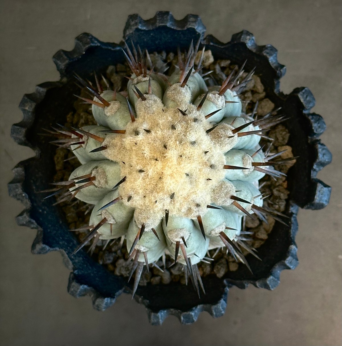 ᴄᴏᴘɪᴀᴘᴏᴀ ᴄɪɴᴇʀᴇᴀ コピアポア 黒王丸 ᴊᴏsʜᴜᴀ ᴇᴠᴀɴ