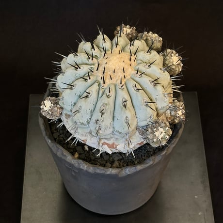 𝙘𝙤𝙥𝙞𝙖𝙥𝙤𝙖 𝙘𝙞𝙣𝙚𝙧𝙚𝙖　Mature seed-grown specimen