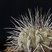 【Special copiapoa】copiapoa carrizalensis 　コピアポア・カリザレンシス