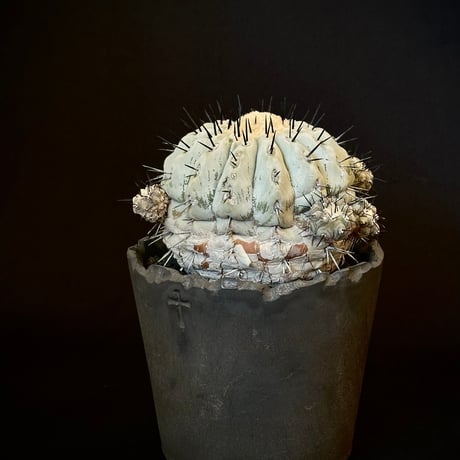 𝙘𝙤𝙥𝙞𝙖𝙥𝙤𝙖 𝙘𝙞𝙣𝙚𝙧𝙚𝙖　Mature seed-grown specimen