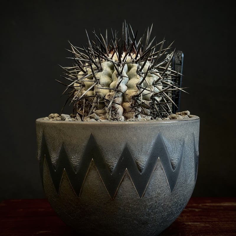valiem ネームpot 気持ち良い 3個セット valiem ネームpot 気持ち良い 3個セット