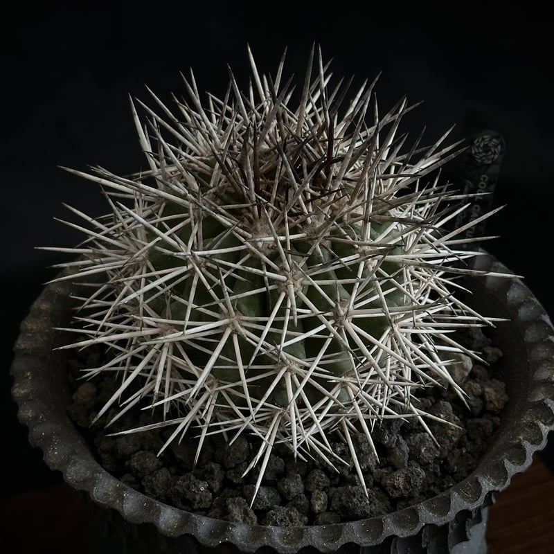 Copiapoa rupestris【コピアポア・ルペストリス】 Yahoo!オークション - Copiapoa rupestris / コピアポア