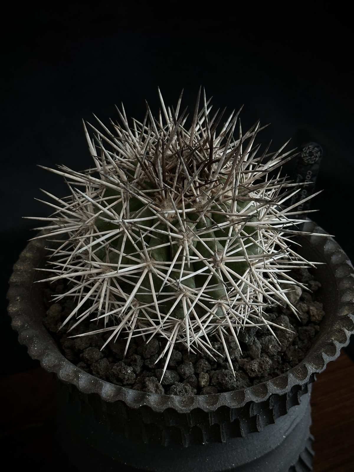 ᴄᴏᴘɪᴀᴘᴏᴀ ʀᴜᴘᴇsᴛʀɪs × ᴊᴏsʜᴜᴀ ᴇᴠᴀɴ コピアポア