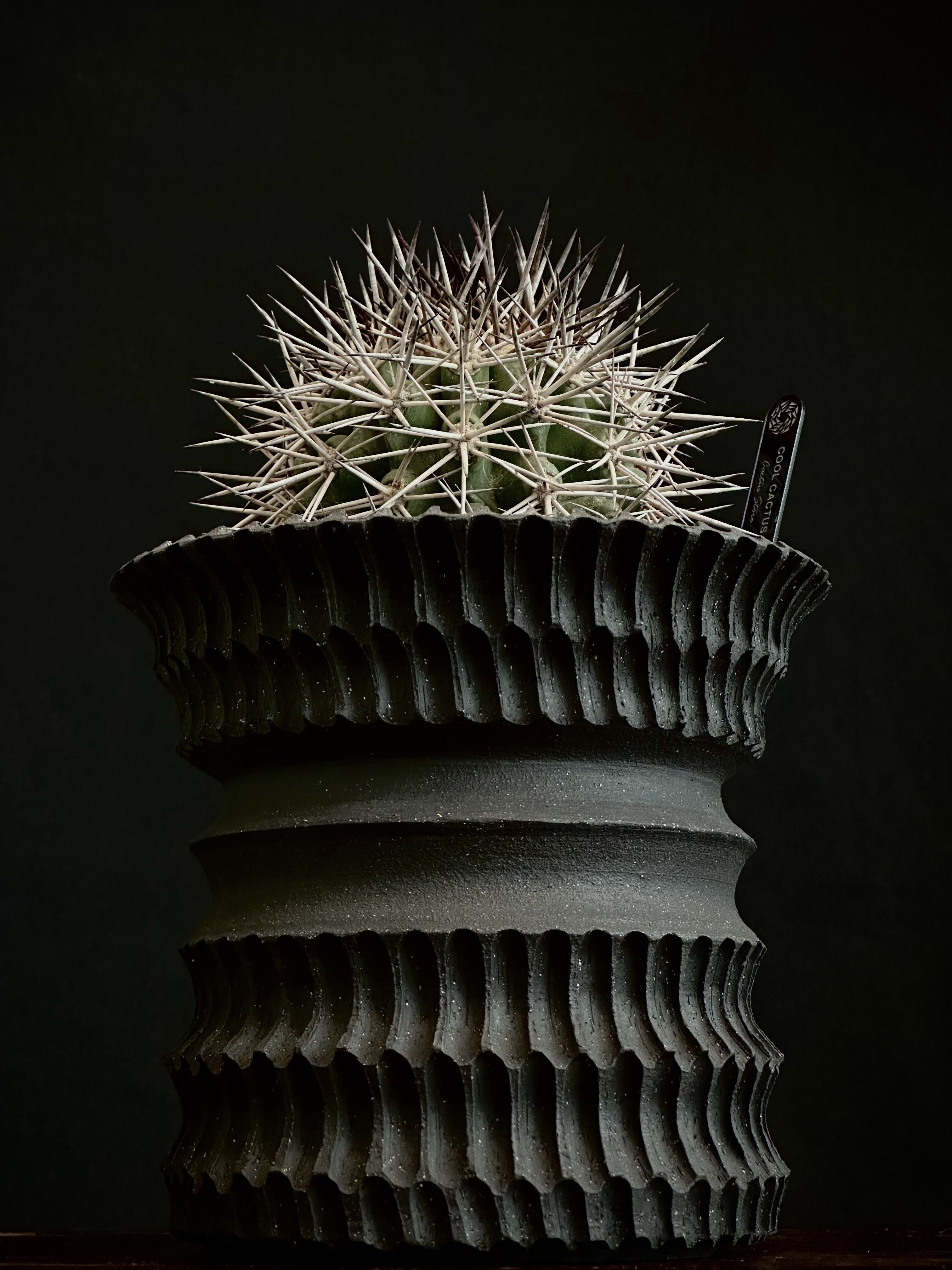 名人実生 コピアポア ルペストリス Copiapoa サボテン 黒王丸 ᴄᴏᴘɪᴀᴘᴏᴀ ʀᴜᴘᴇsᴛʀɪs × ᴊᴏsʜᴜᴀ ᴇᴠᴀɴ Stunning Gr
