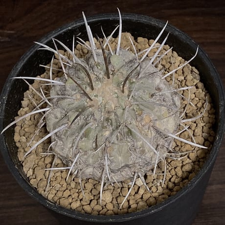 Copiapoa carrizalensis 　コピアポア・カリザレンシス 　超古株　白肌　Wild face ②