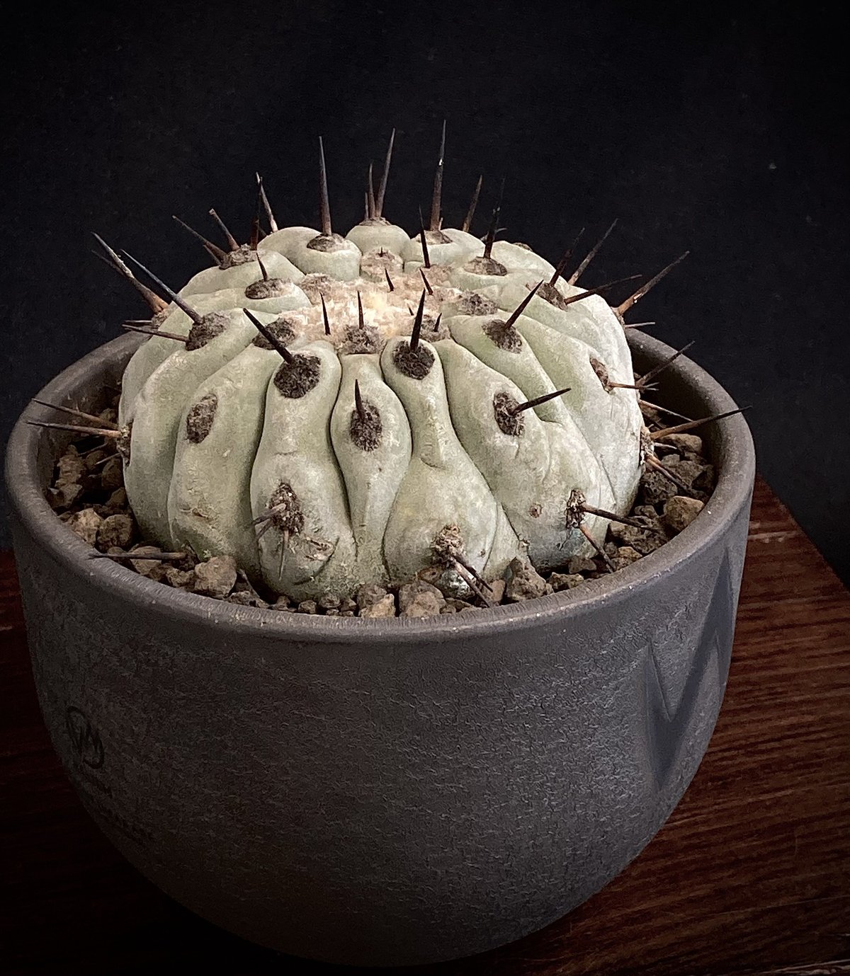 黒王丸 コピアポアシネレア現地球カキコ valiem aobouzu コラボ鉢