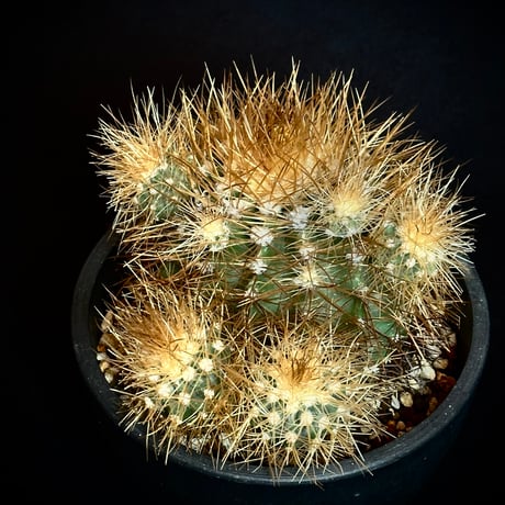 Copiapoa krainziana var. brunispina  Very rare