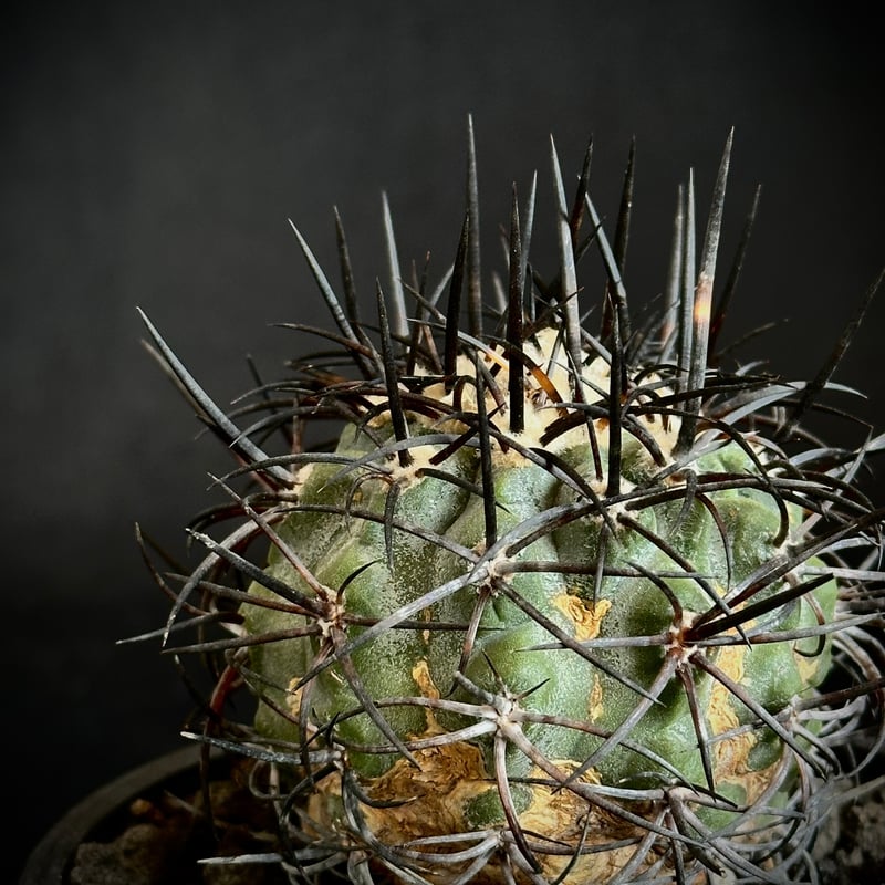 コピアポア　シュルジアナ JMT434　1苗 コピアポア シュルジアナ JMT434 1苗 Copiapoa sp コピアポア