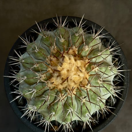 Copiapoa serpentisulcata