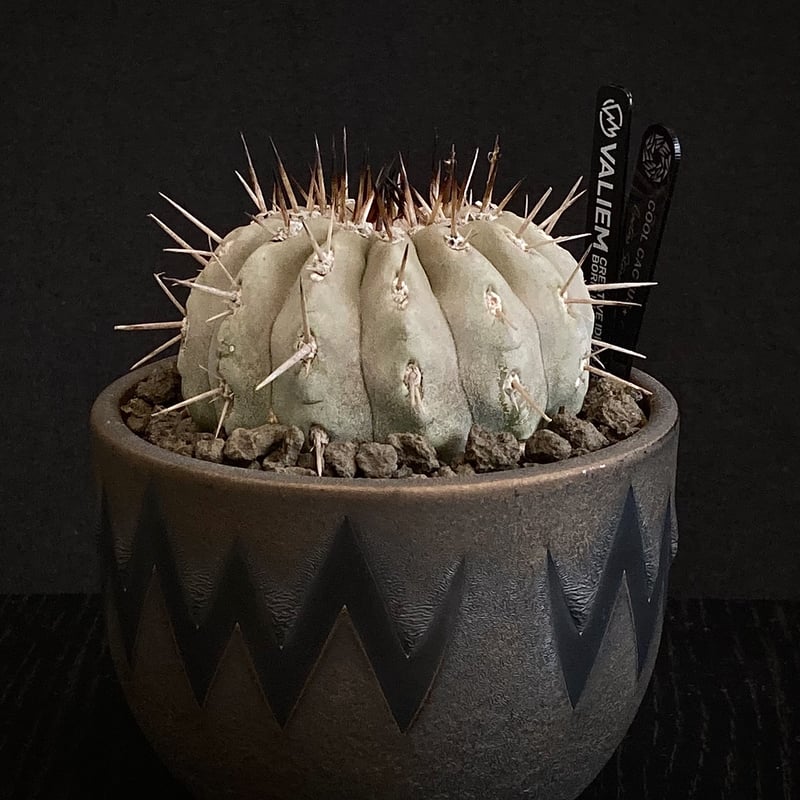 VALIEM MONSTER MOUTH DEVIL / BOWL-M(VALIEM MONSTER MOUTH VALIEM MONSTER MOUTH DEVIL / BOWL-M(VALIEM MONSTER MOUTH