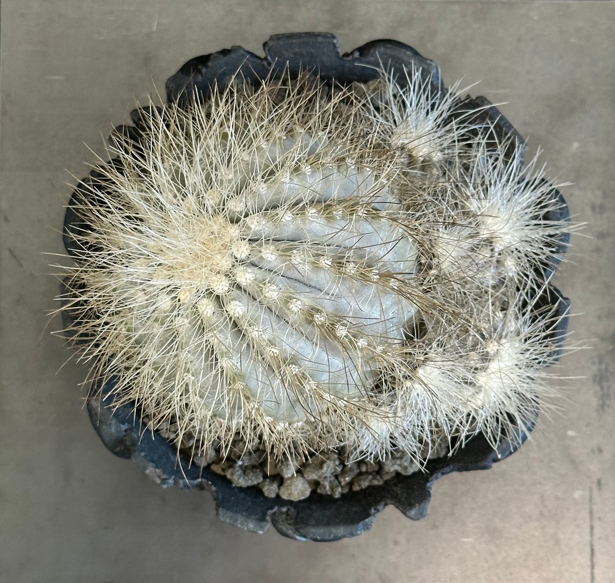 現地球 Copiapoa コピアポア 雷血丸 カキコ自根 大群生