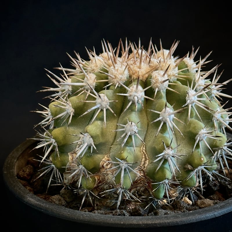 ᴄᴏᴘɪᴀᴘᴏᴀ ᴄɪɴᴇʀᴀsᴄᴇɴs コピアポア シネラスケンス 竜牙玉