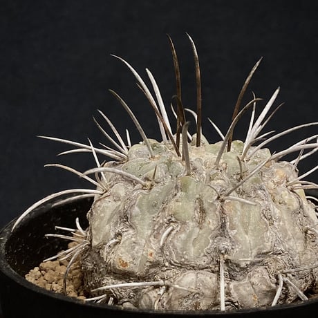 Copiapoa carrizalensis 　コピアポア・カリザレンシス 　超古株　白肌　Wild face ②