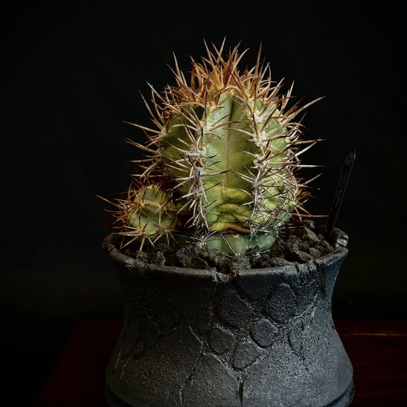 ᴏɴʟɪɴᴇ ᴇxʜɪʙɪᴛɪᴏɴ ɴᴇᴇᴅʟᴇs】ᴄᴏᴘɪᴀᴘᴏᴀ sᴏʀᴀʟɪs × ᴊ