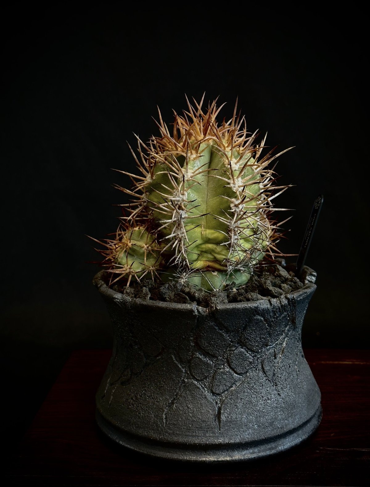 コピアポア シネレア 黒王丸 山木 現地球A コピアポア シネレア／黒