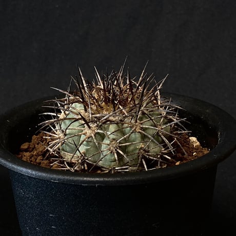 Copiapoa longistaminea Vintage cactus