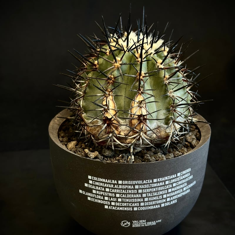新品 COPIAPOA CINEREA FlowerSeason Copiapoa cinerea | Botanical