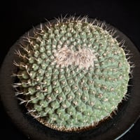 Strombocactus disciformis f. crist. Mature seed-grown specimen NARITA