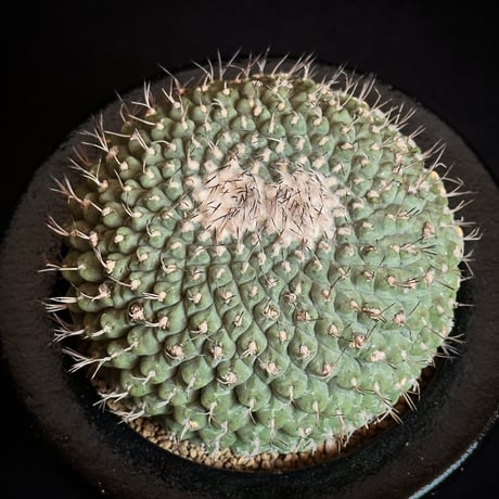 CATEGORY Cactus | COOLCACTUS⁎