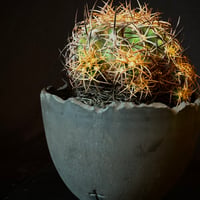Copiapoa coquimbana subs. andina  𝒄𝒓𝒐𝒔𝒔 𝒑𝒐𝒕 †