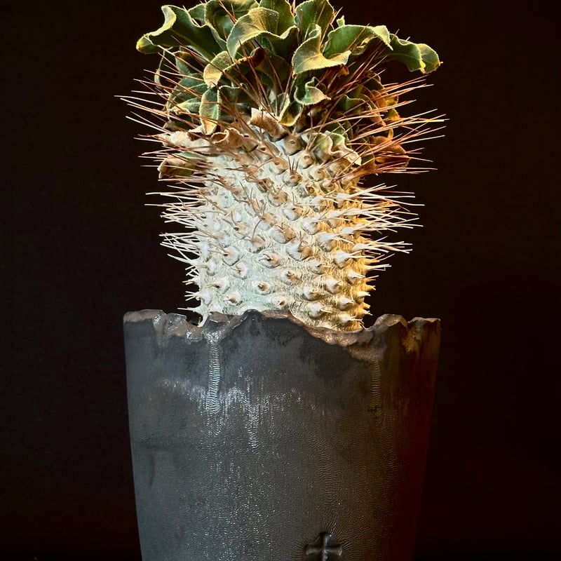 Pachypodium namaquanum パキポディウム ナマクアナム 光堂