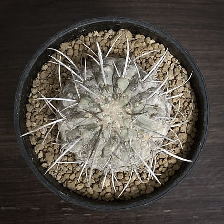Copiapoa carrizalensis 　コピアポア・カリザレンシス 　超古株　白肌　Wild face ②