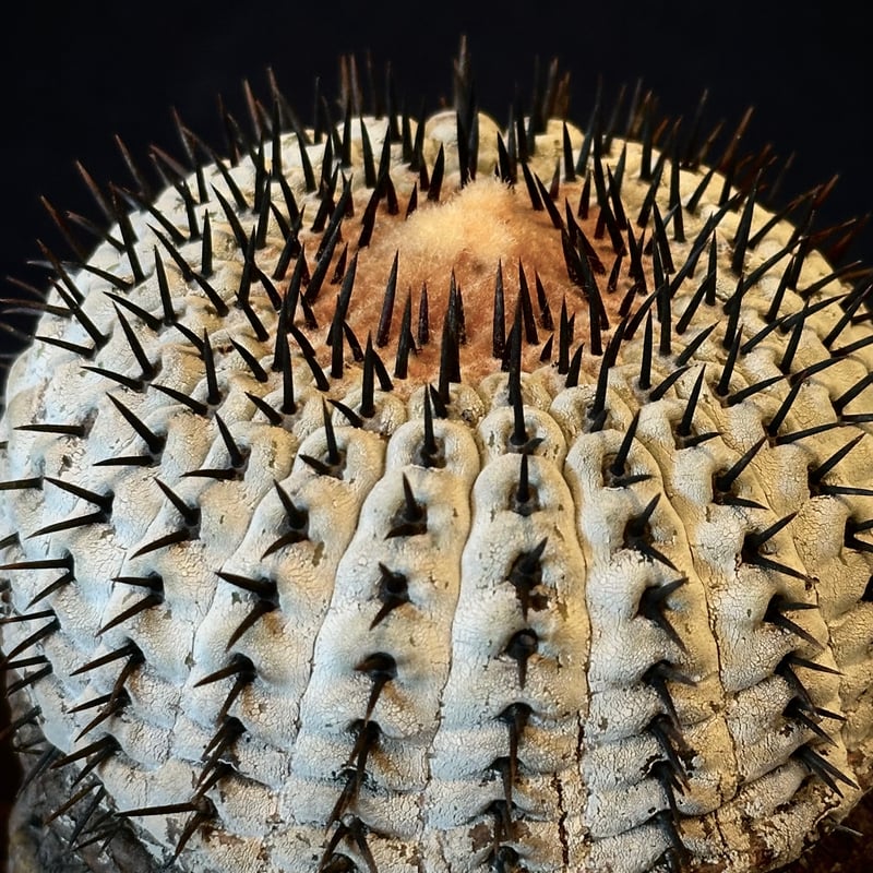 Copiapoa cinerea var. columna-alba 短刺 コピアポア コルム