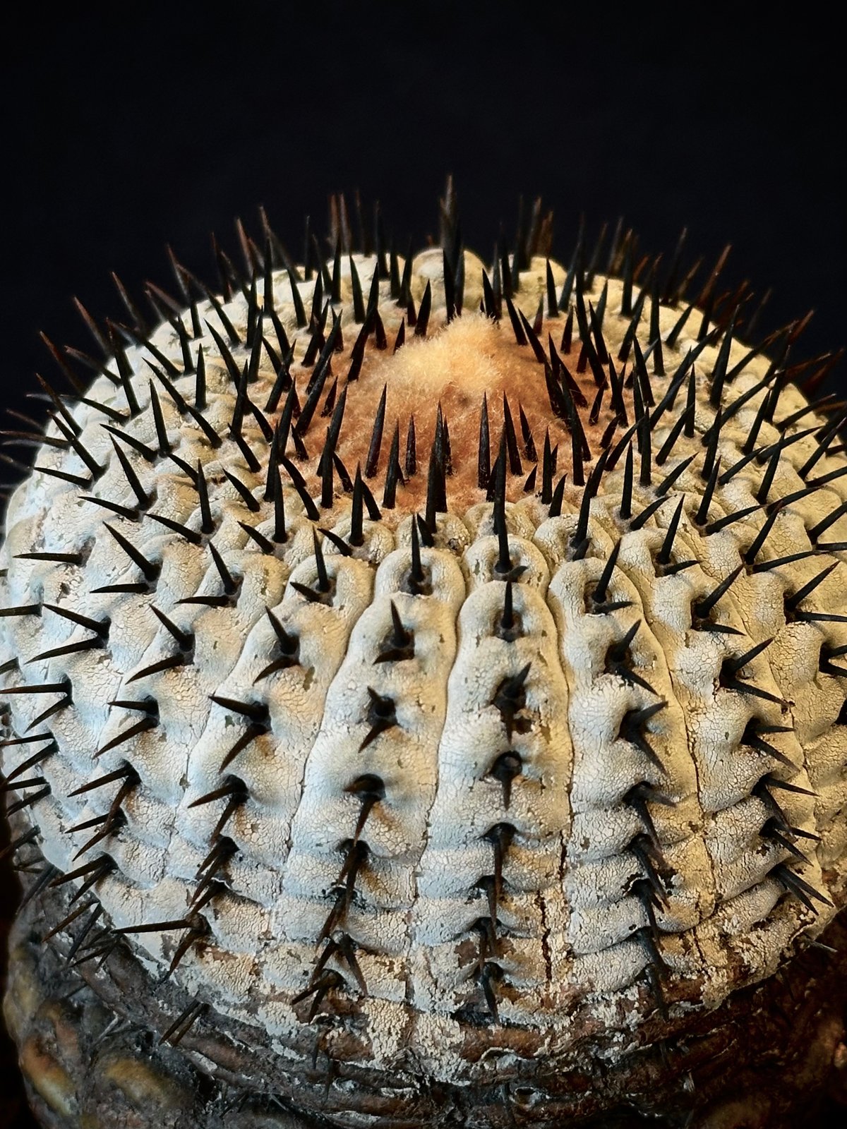 Copiapoa cinerea var. columna-alba 短刺 コピアポア コルム Copiapoa cinerea var. columna-alba 短刺 コピアポア コルム