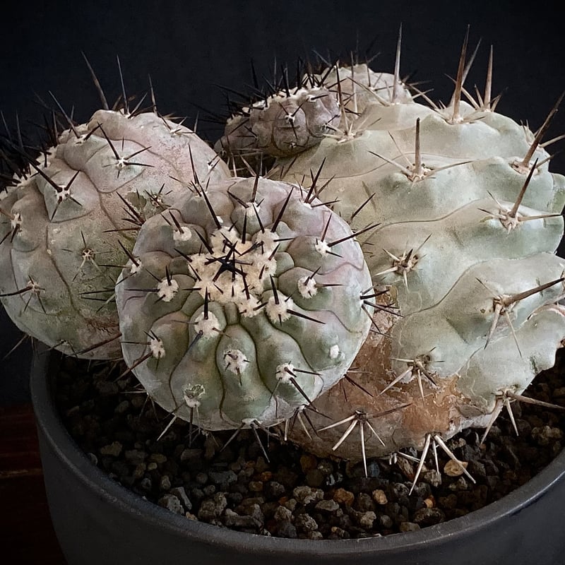 コピアポア 黒王丸 Copiapoa cinerea abitur.gnesin-academy.ru